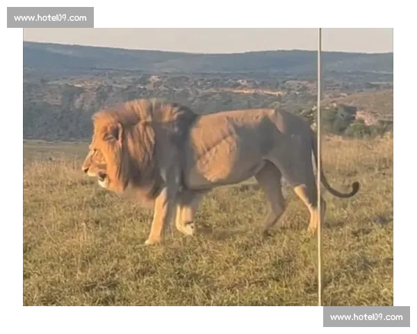 南非雄狮碾压野蛮人队,友谊赛狂揽 35 分创纪录 南非雄狮碾压野蛮人队,友谊赛狂揽 35 分创纪录